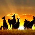 En la imagen hay canguros salvajes en un atardecer australiano.
