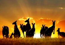 Entrevista a Judy Singer En la imagen hay canguros salvajes en un atardecer australiano.