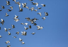 Antipsiquiatría y resistencia animal. Debate posterior (2nda Parte)